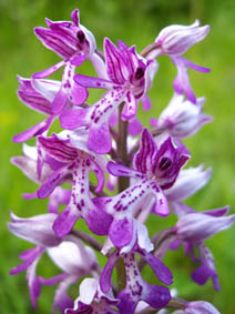 Orchis militaris